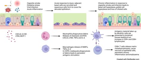 Frontiers Mechanisms Of Airway Epithelial Injury And Abnormal Repair