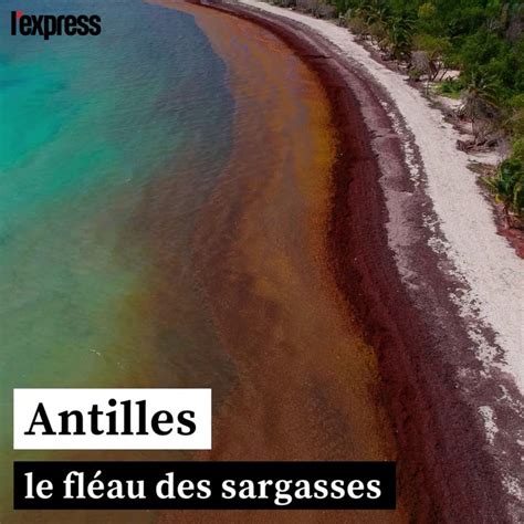 Aux Antilles le fléau des Sargasses Vidéo Dailymotion