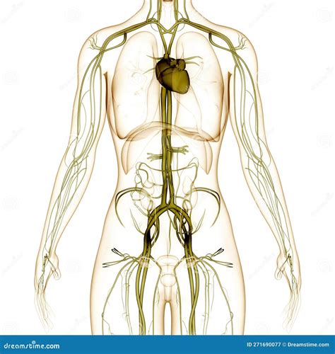 Human Internal Organs Circulatory System Heart Anatomy Stock