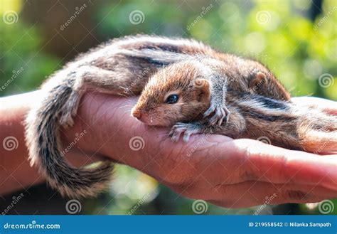 Taking Care Of Two Abandoned Newborn Squirrel Babies Cute And Cuddly