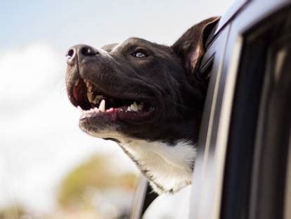 15 façons de savoir si un chien est en bonne santé