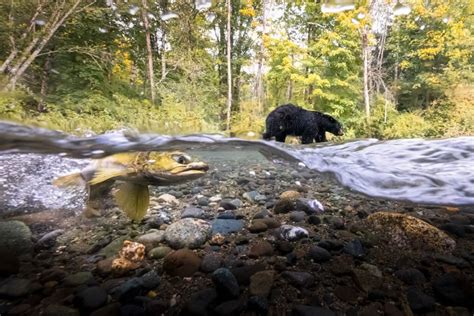 Winning Images Of The 2023 Canadian Photos Of The Year » Design You ...