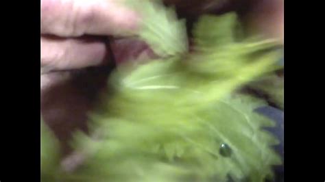 Nettles Search Xvideos