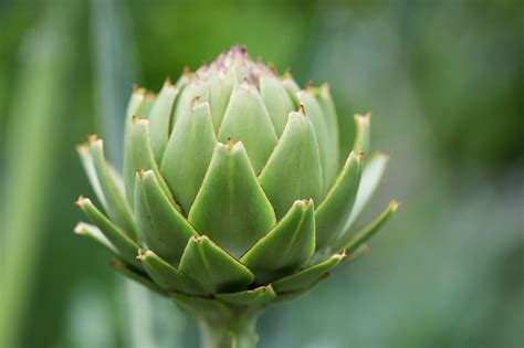 Artichoke Leaves Cynara Free Photo On Pixabay Pixabay