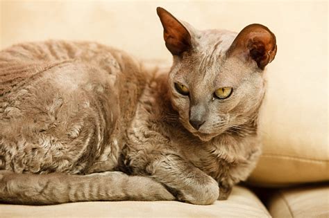 Egyptian Mau Cat Pawversity