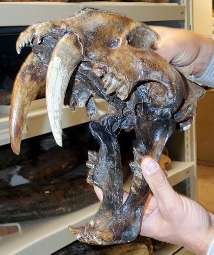 Smilodon Saber Toothed Tiger Skull La Brea Asphalt Upper… Flickr