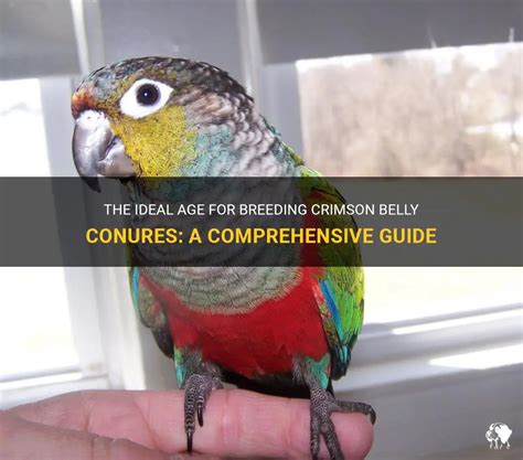 The Ideal Age For Breeding Crimson Belly Conures A Comprehensive Guide