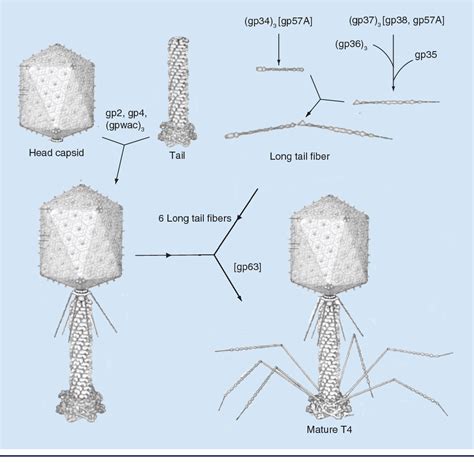 Figure 1 from Structure and function of bacteriophage T4. | Semantic ...