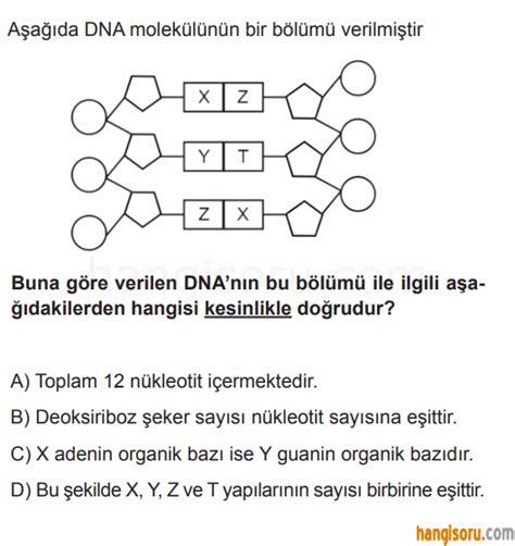 8 Sınıf Fen Bilimleri Dna Ve Genetik Kod Testi Çöz 2 Test Çöz