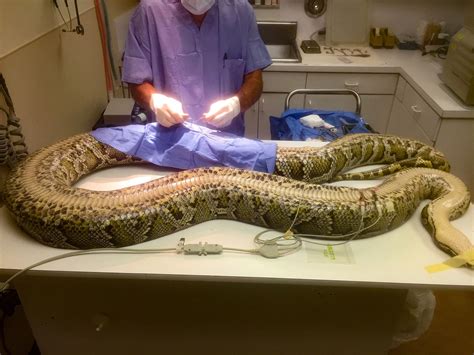 Conservancy captures most massive Burmese python in Florida ...