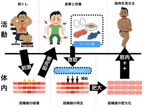 【筋トレ】配合量で選ぶ11種プロテインのコスパ比較 Iwathiの Var Log