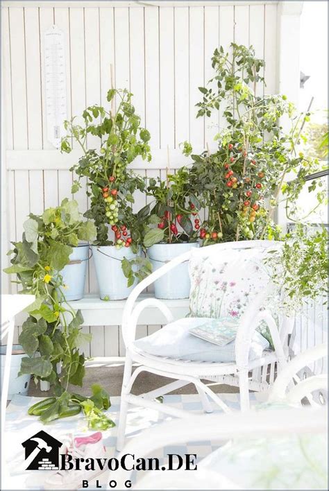 Salat pflanzen auf dem Balkon Tipps und Tricks für frisches Grün