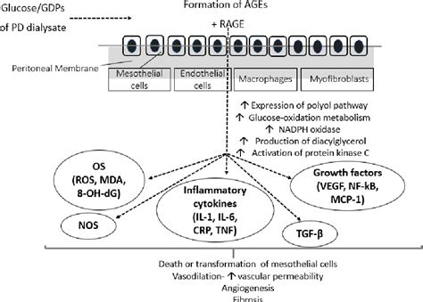 Figure 1 From Unfavorable Effects Of Peritoneal Dialysis Solutions On