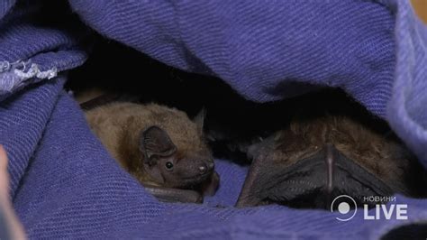 Боевые действия проспали в коллайдере и даже не похудели: как спасают ...