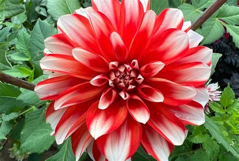 Dahlia Catching Fire Tubers Shaw Green Dahlias 🇬🇧 Uk Trusted Company