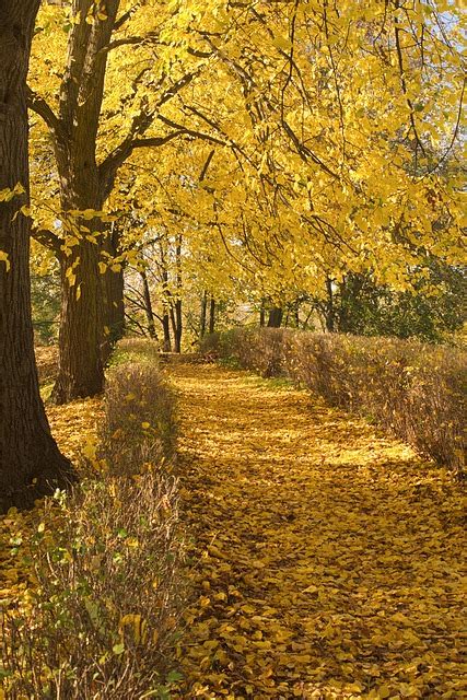 Des Arbres Automne Feuilles Photo Gratuite Sur Pixabay Pixabay