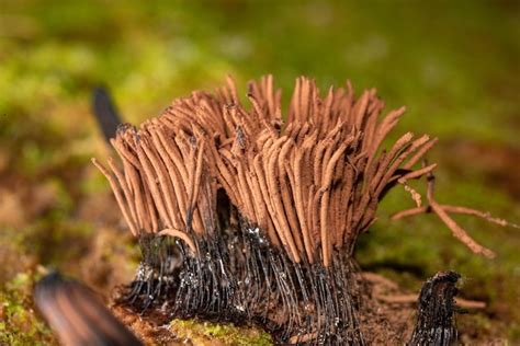 Premium Photo Stemonitis Splendens Chocolate Tube Slime Mold