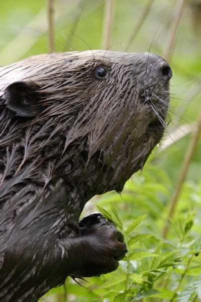 Beaver Facts - Animal Facts Encyclopedia