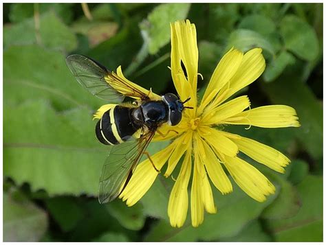 Pestřenka písklavá (Syrrita pipiens) - Bobův fotoblog
