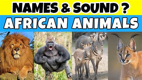 Know Your Animal African Learn African Animal Names And Sound