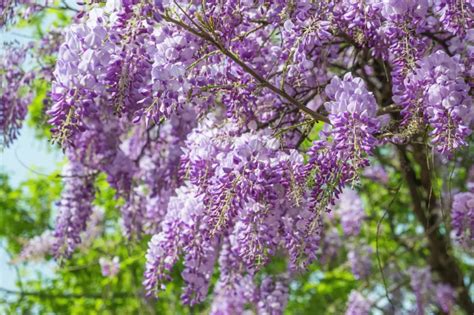 Jacaranda mimosifolia: A Purple Canopy of Delicate Beauty | WorldWeet