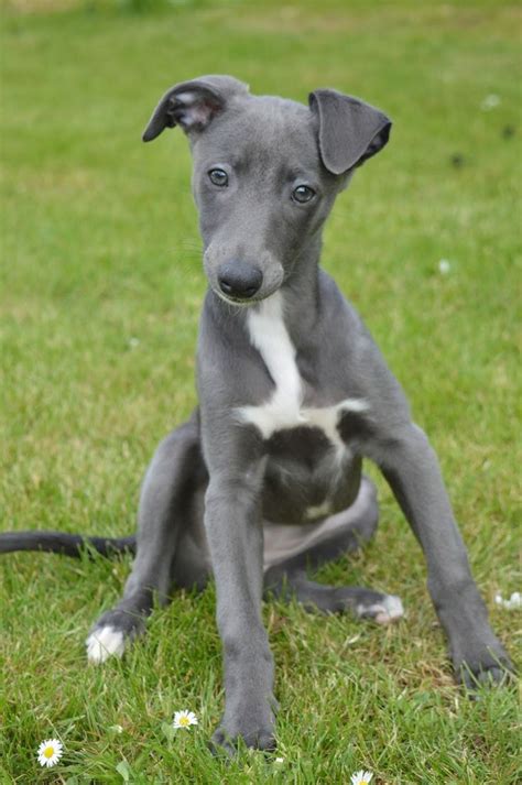 Adorable Blue Whippet Puppy