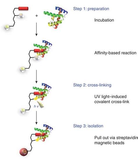 Capture Compounds Bind Proteins Through Reversible Affinity