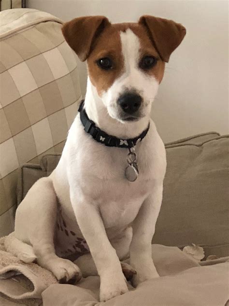 14 Adorable Facts About Jack Russel Terriers Artofit