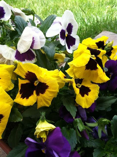 Yellow And White Pansies Stock Photo Image Of Tricolor 31229868