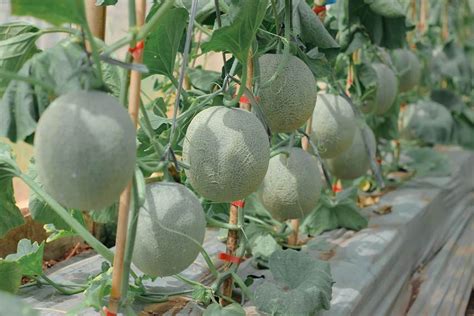 Hasilkan Melon Premium Dari Greenhouse Trubus