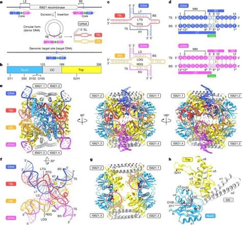 Structural Mechanism Of Bridge RNA Guided Recombination