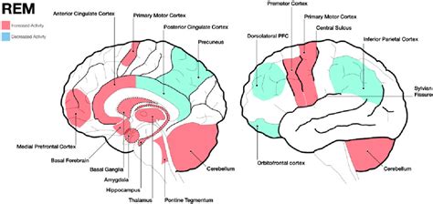 In Rem Sleep Brain