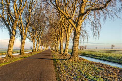 Country Road With Trees In A Dutch Polder Stock Image Image Of