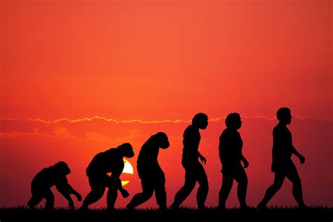 ‘Human Evolution’ Is a Misnomer | Humanize