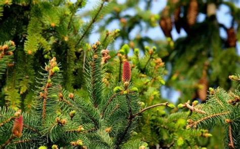 Plantas Gimnospermas Qu Son Caracter Sticas Y Ejemplos Resumen