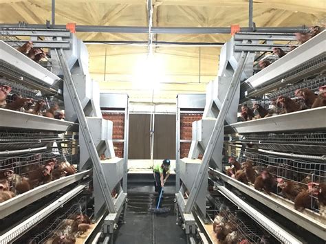 A Chicken House Of Layers With Fully Automatic Poultry Equipment