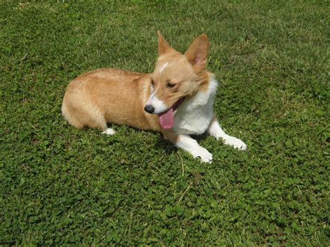 Corgi Country - Adult Corgis for Adoption