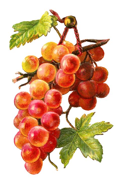 Gold Red Grapes Vine Transparent Png Stickpng Grape Painting Fruit