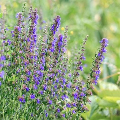 Hyssop Earthsong Seeds