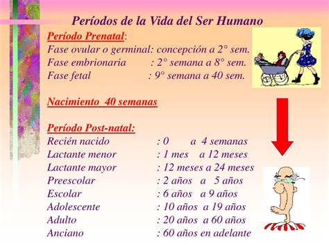 Ppt Períodos De La Vida Del Ser Humano Powerpoint Presentation Free Download Id731032