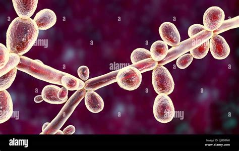 Candida Tropicalis Hi Res Stock Photography And Images Alamy