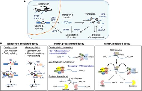 Frontiers Uncovering The Role Of Rna Binding Proteins In Gene