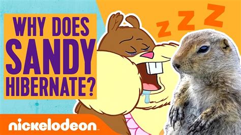 Why Does Sandy Cheeks Hibernate And More Animal Answers Nicksplainer