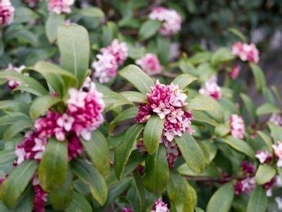 Plant Care For Daphne When And How To Prune Daphne Plants Daphne