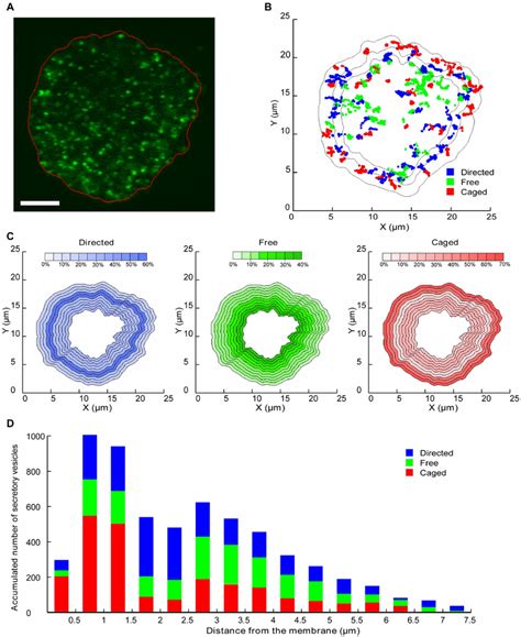 Mapping Of Secretory Vesicle Behaviour And Trajectories Relative To The