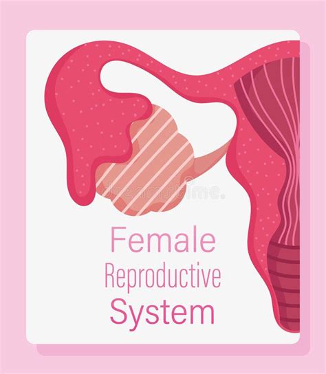 Human Reproductive System Vector Illustration Diagram Male And Female