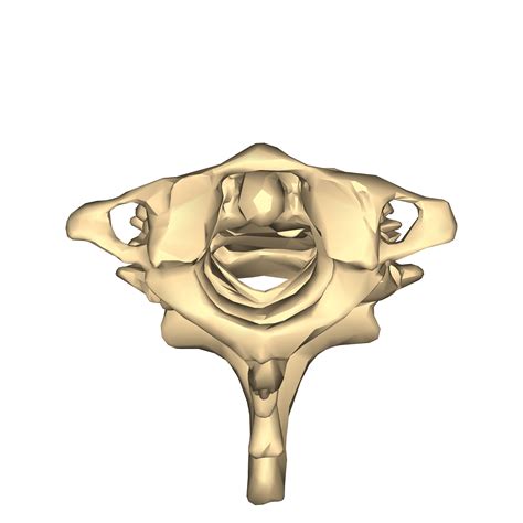 File Cervical Vertebrae Close Up Superior View Png Wikimedia Commons