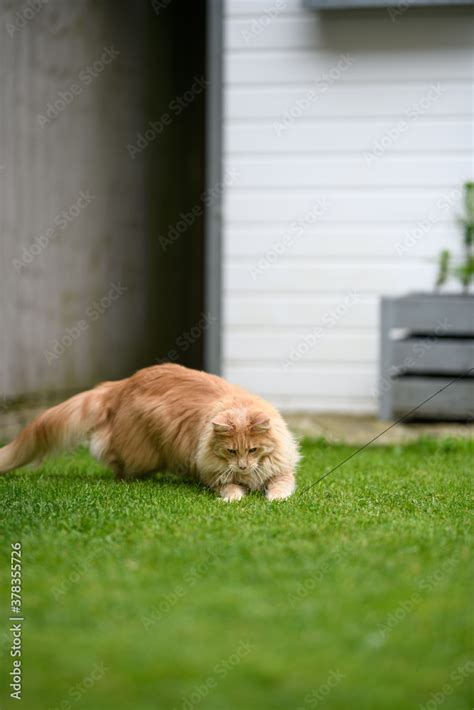 Ginger Maine Coon. A Maine Coon female cat outside in the garden ...