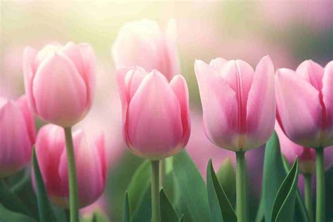 Pink Tulip Flower Meaning, Symbolism & Spiritual Significance - Foliage ...