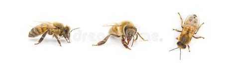 Western Honey Bee Or European Honey Bee Apis Mellifera Stock Photo